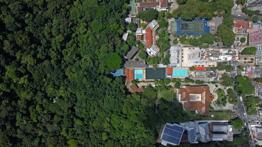 Bebês que vivem em áreas arborizadas têm menor exposição a poluentes